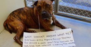 Cão à espera de lar para de se alimentar por não encontrar adotantes