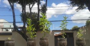 Advogada doa vasinhos de temperos e espalha gentileza pelo bairro