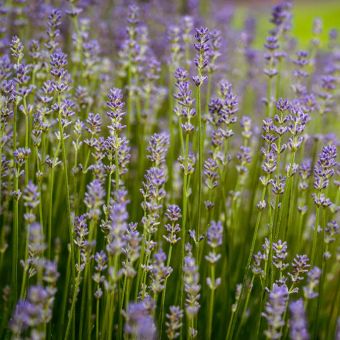 Featured mobile: Lavanda ajuda a relaxar? Conheça 7 benefícios da planta para a saúde