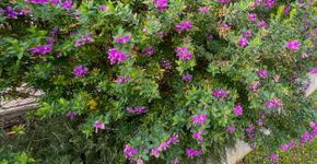 Foto: (Polygala myrtifolia/istock)