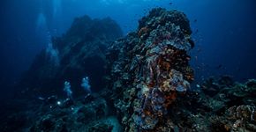 Com mais de 30 metros de altura, e quase 200 pés de largura na base e pode ser mais antiga que muitos monumentos; agora a NOAA acredita que esse coral Maug pode possuir pistas para o futuro dos recifes