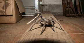 Aranha Nosferatu, aranha cuspideira ou aranha doméstica gigante: estas características ajudam a identificar as espécies de aranhas nativas