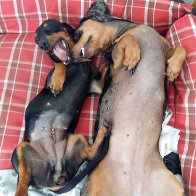 Veja alguns dos cães e gatos que já estão participando do #MostreABarriguinha!