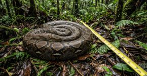Uma píton de 7,22 metros resgatada na Indonésia foi oficializada como a maior serpente selvagem já registrada, embora seu recorde também sirva de alerta sobre a degradação dos habitats naturais