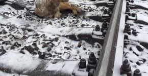 Cachorro deita em linha do trem para proteger companheira ferida