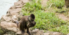 Foto: (Alberto Chagas / iStock)