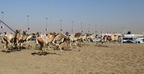 Os camelôs do esporte