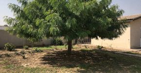 A árvore de sombra perfeita que refresca a casa e ainda entrega um lanche natural pros seus filhos e netos