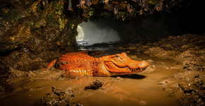 Eles rastejaram para dentro da caverna escura, comeram morcegos e se transformaram nos crocodilos laranja bizarros