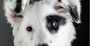 3ª ENAPA promove programação gratuita sobre proteção aos animais