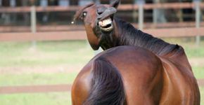 16 animais que não são nem um pouco fotogênicos