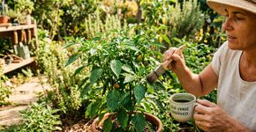 Por que se deve usar chá verde da China nas plantas e como aplicar do jeito certo para elas nunca murcharem no calor?