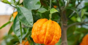 Laranja-amarga faz bem para quê? Conheça 6 possíveis benefícios e como usar