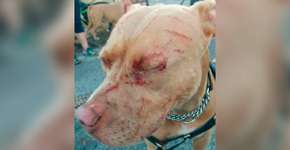 Gato ataca cinco pitbulls e coloca dona deles no hospital