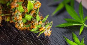 Foto: (Rocky89/iStock)