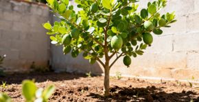 A árvore que dá belos frutos e é ideal para pequenos jardins no Brasil: ocupa pouco espaço e a colheita é feita no outono