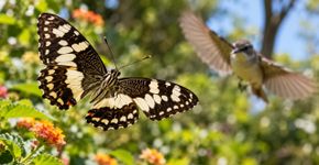 As manchas das borboletas fazem mais do que decorar as asas e podem criar uma ilusão capaz de atrapalhar o ataque de aves