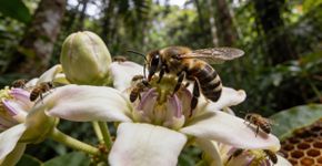 As abelhas sem ferrão da Amazônia finalmente ganharam direitos na justiça
