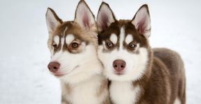 Cachorros curiosos: 7 raças que adoram explorar 