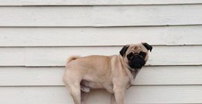 Instagram: 10 perfis de cachorros para você seguir e se apaixonar