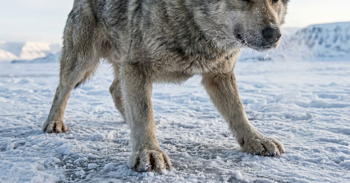 Cães de trenó de até 2 mil anos tinham ossos das patas 6% mais curtos ...