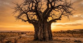 Baobá: a árvore de aparência ancestral cujo maior exemplar vivo esconde uma história cercada por gigantes caídos