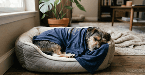 Eu substituí o calmante de pet shop por uma camiseta usada do dono e o resultado na ansiedade de separação do cachorro surpreendeu os vizinhos que não aguentavam mais os uivos