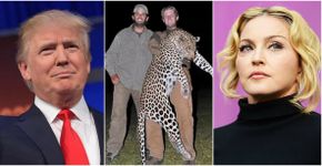 Filhos de Donald Trump matam leopardo e Madonna desce a lenha