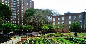 Horta gigante surge no meio de NY para tornar seus moradores mais saudáveis