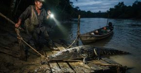 Há quatro semanas pescando no mesmo trecho do rio, homem começa a encontrar um crocodilo enorme parado junto à rampa onde limpa os peixes e muda seu horário para não cruzar com o animal, até chegar antes do amanhecer e descobrir que ele estava deitado exatamente sobre a corda usada para prender seu barco