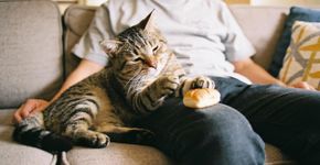 Três sinais secretos que provam que você é o humano preferido do seu gatinho e não sabia