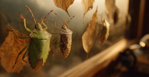 Qual é a diferença entre percevejos verdes e percevejos marrons asiáticos: Como diferenciar as duas espécies