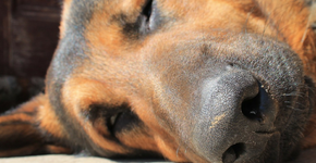 Saiba o que fazer ao encontrar animais abandonados