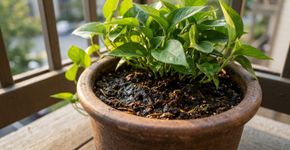 Dar um pouco de água às plantas todos os dias parece mais cuidadoso, mas no Reino Unido a recomendação é diferente para muitas espécies: regas profundas e menos frequentes podem estimular raízes mais profundas