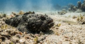 O peixe que consegue ficar imóvel na areia até a presa chegar perto demais parece uma pedra até o instante do ataque