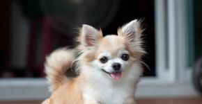 7 curiosidades sobre os cachorros de pequeno porte 