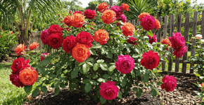 As roseiras ficarão cobertas de flores se as regarmos uma vez por mês com um ingrediente de cozinha