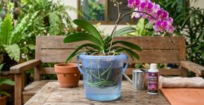 Por que na Tailândia eles sempre mergulham a orquídea no balde antes de colocar no vaso definitivo