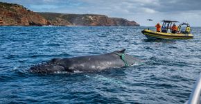 Um barco de turismo viu algo estranho perto da costa da Austrália, e equipes aéreas agora procuram do alto porque as marcas do bicho podem revelar um visitante raro