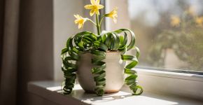 Tem cheiro de baunilha e se enrola em espiral. Esta planta vai transformar o seu jardim