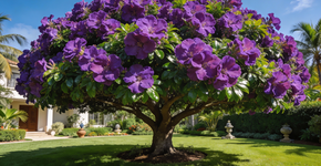 Uma árvore perene com flores roxas. É fácil de cuidar e as flores são lindas. Algumas variedades são perfumadas