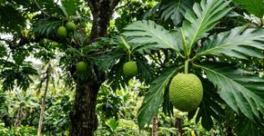 A fruta de casca enrugada que esconde uma polpa surpreendente nasce em uma árvore pouco comum nos quintais