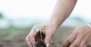 Santo André recebe curso gratuito de agricultura urbana