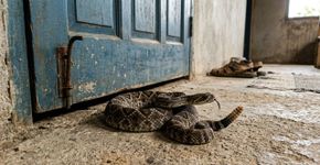 Especialistas recomendam que as pessoas fechem portas e janelas com força porque cada vez mais cascavéis estão entrando sorrateiramente nas casas