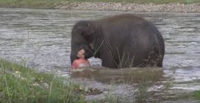 A filhote de elefante mostra amor por seu treinador