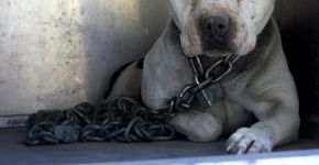 Cachorra acorrentada por toda a vida brinca ao ser libertada