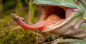 Esse animal apesar de pequeno come de tudo, desde cobras até animais da própria espécie