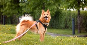 Spitz finlandês: conheça as características do cachorro dessa raça  