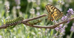 Menino de 10 anos treinou lagartas de borboleta-rabo-de-andorinha para evitar cheiro de lavanda e descobriu que 71% continuaram evitando o aroma depois da metamorfose