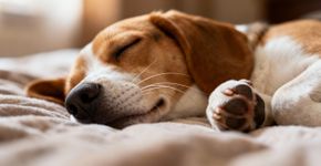Sono dos pets: Sinais que provam que seu animal está sonhando